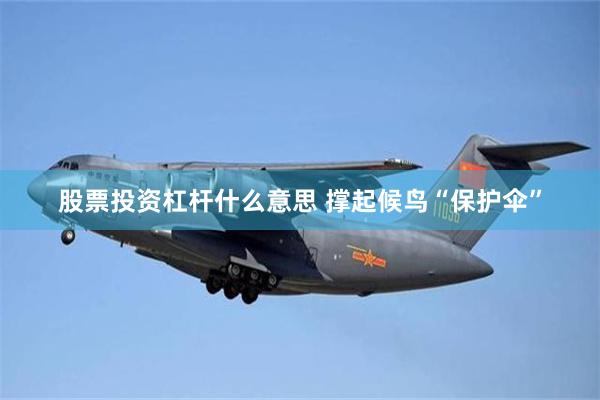 股票投资杠杆什么意思 撑起候鸟“保护伞”